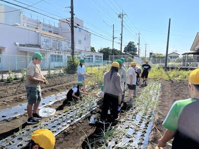 飼育緑化委員会による野菜の収穫